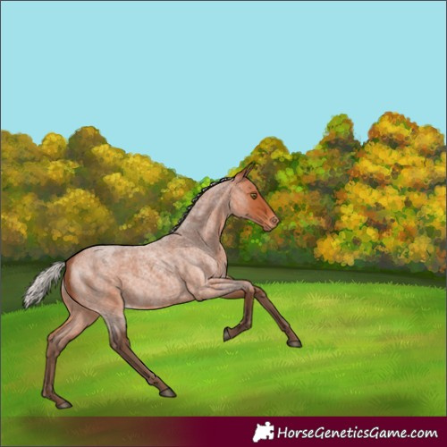 Horse Color:Silver Bay Roan Varnish Rabicano 