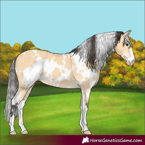 Horse Color:White Spotted Buckskin 