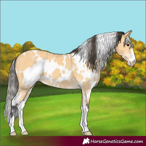 Horse Color:White Spotted Buckskin 