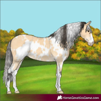 Horse Color:White Spotted Buckskin