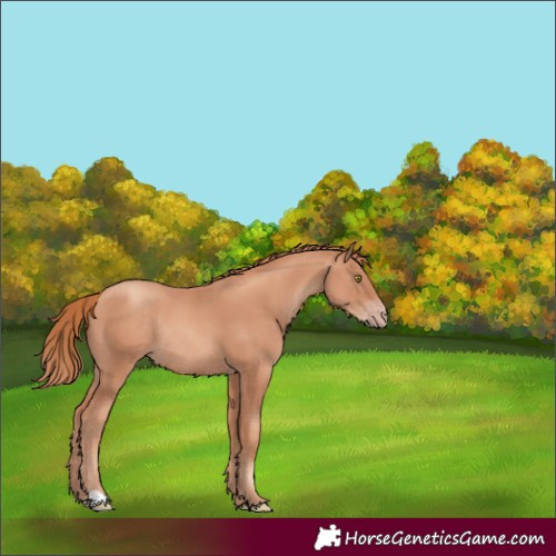 Horse Color:Gold Champagne Rabicano 