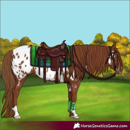 Horse Color:Chestnut Blanket
