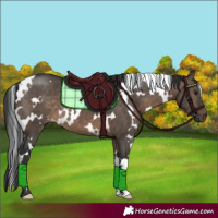 Horse Color:White Spotted Brown Dun