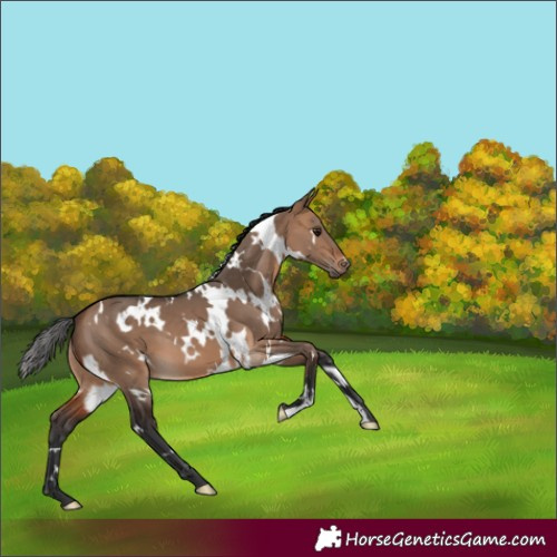 Horse Color:White Spotted Brown Dun 
