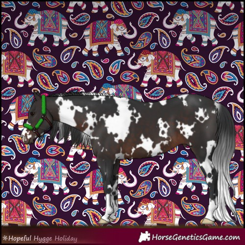 Horse Color:White Spotted Brown 
