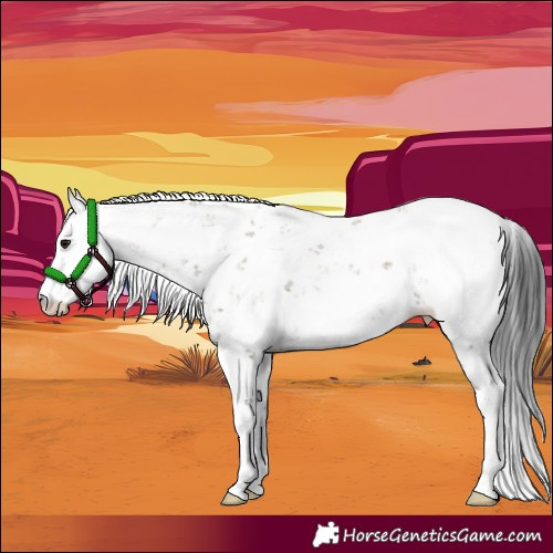 Horse Color:Brown Dun Sabino 
