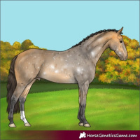 Horse Color:Buckskin 