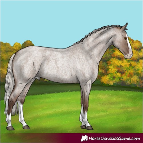 Horse Color:Silver Grullo Roan Splash Rabicano 