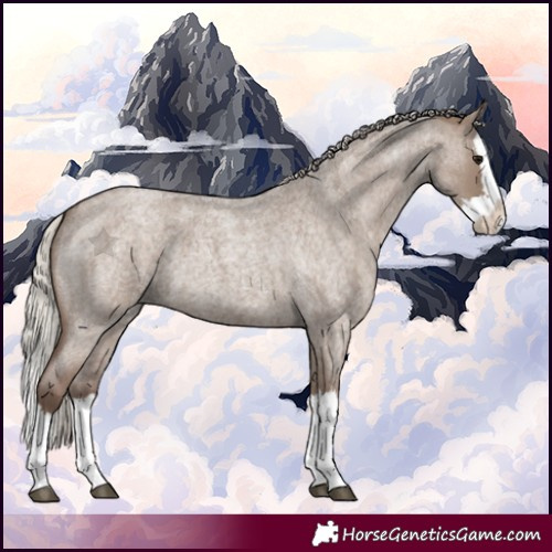 Horse Color:Silver Grullo Roan Splash 