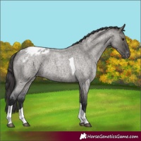 Horse Color:Grullo Roan Tobiano Appaloosa Rabicano 