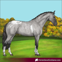 Horse Color:Grullo Roan Tobiano Blanket Rabicano 