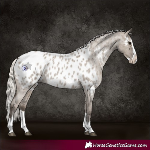 Horse Color:Silver Grullo Roan Splash Appaloosa Rabicano 