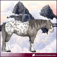 Horse Color:Grullo Splash Appaloosa Rabicano