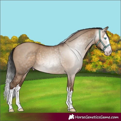 Horse Color:Gray Amber Champagne Dun Sabino Splash 