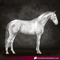 Horse Color:Grullo Roan Splash Tobiano Appaloosa Rabicano