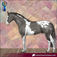 Horse Color:Grullo Splash Tobiano Appaloosa