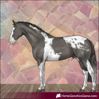 Horse Color:Grullo Splash Tobiano Appaloosa