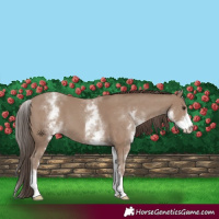 Horse Color:White Spotted Classic Champagne 