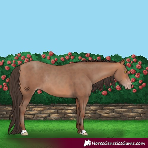 Horse Color:Amber Champagne Rabicano 