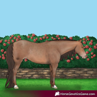 Horse Color:Amber Champagne Rabicano