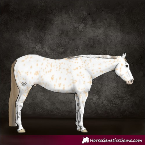 Horse Color:Buckskin Appaloosa 