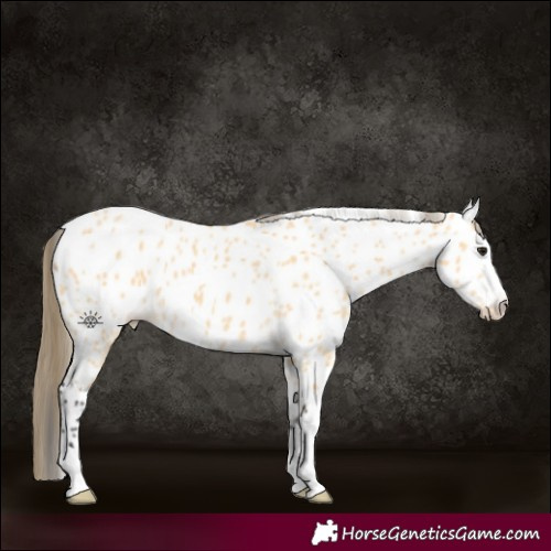 Horse Color:Buckskin Appaloosa 
