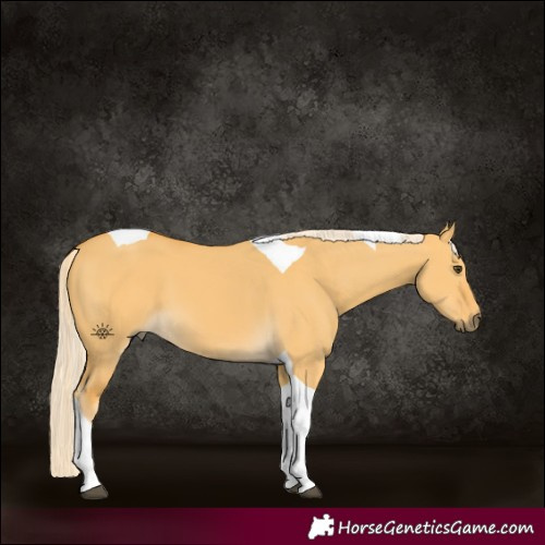 Horse Color:Palomino Dun Tobiano 