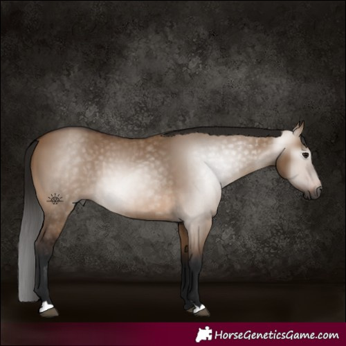Horse Color:Gray Bay Dun 
