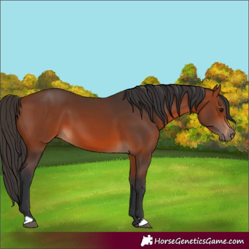 Horse Color:Bay 
