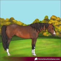 Horse Color:Bay 