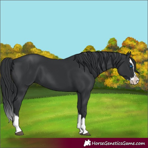 Horse Color:Black Splash 