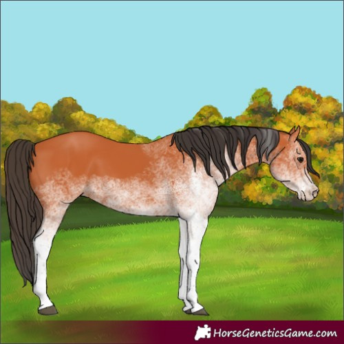 Horse Color:White Spotted Bay