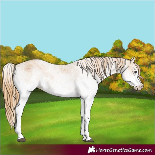 Horse Color:White Spotted Chestnut 