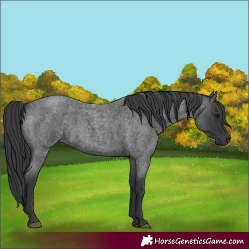 Horse Color:Blue Roan 
