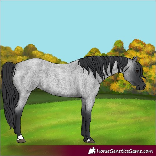 Horse Color:Blue Roan 