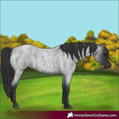 Horse Color:Blue Roan 