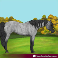 Horse Color:Blue Roan 
