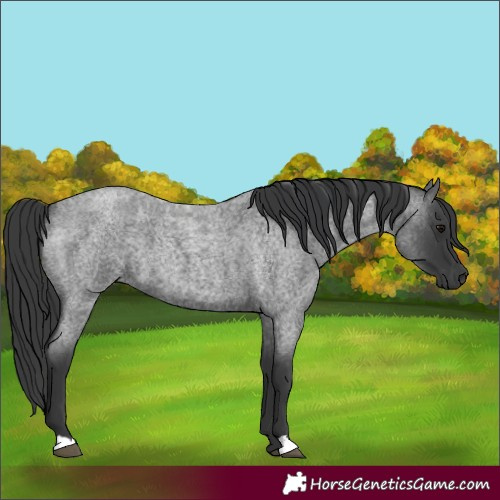 Horse Color:Blue Roan 