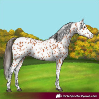 Horse Color:Bay Appaloosa 