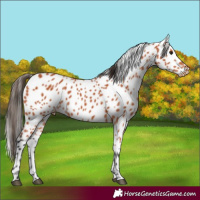 Horse Color:Bay Appaloosa 