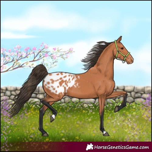 Horse Color:Bay Appaloosa 