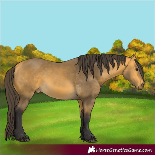 Horse Color:Unknown 