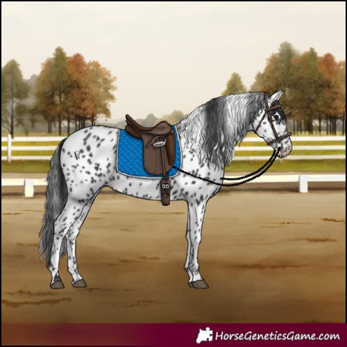 Horse Color:Black Appaloosa 