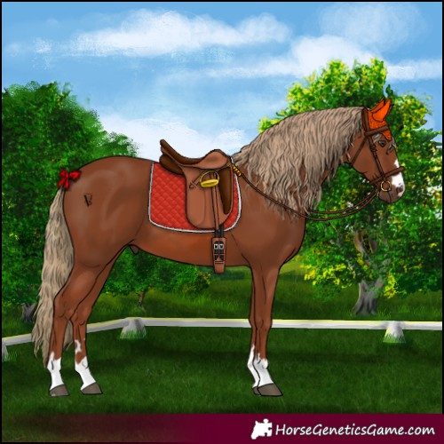 Horse Color:Chestnut 