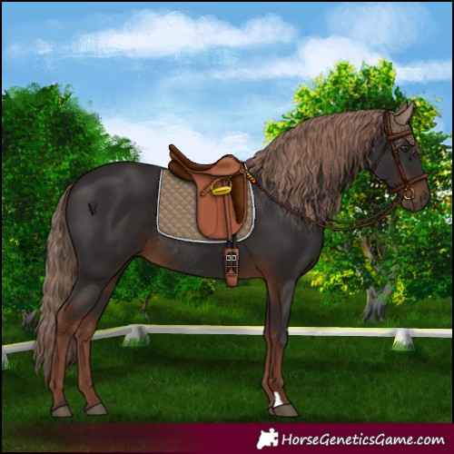 Horse Color:Liver Chestnut Rabicano 
