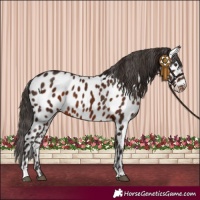 Horse Color:Liver Chestnut Appaloosa
