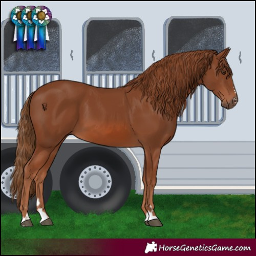 Horse Color:Chestnut 