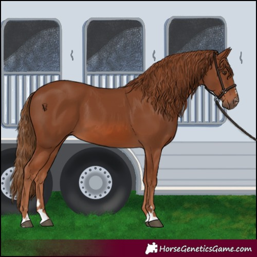 Horse Color:Chestnut 