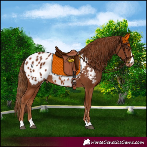 Horse Color:Chestnut Blanket 