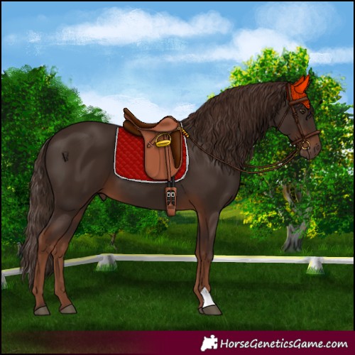 Horse Color:Liver Chestnut 